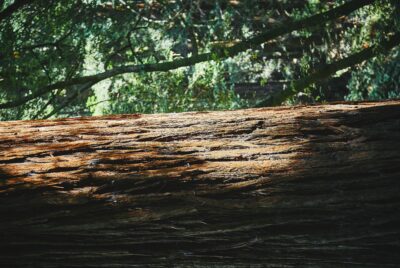 Oud, or Pain Transformed into Beauty